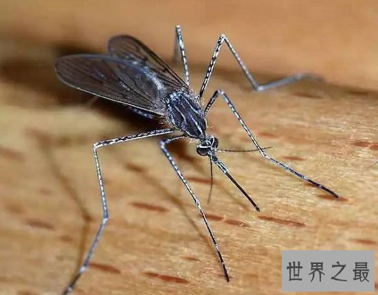 最短蚊子的寿命（3~7天），可恶蚊子的励志一生