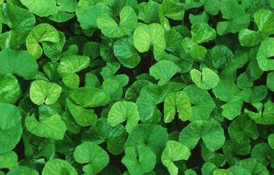 ​农村路边常见的积雪草，人称铜钱草，马蹄草，有4大厉害妙用