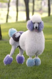 ​想要知道贵宾怎么养？教你这5个饲养“贵宾犬”的经验总结