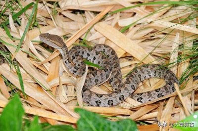 ​中国有毒动物蛇类篇之原矛头蝮