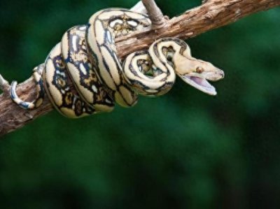 ​蟐蟒本一家，历数多年来大名鼎鼎的蛇仙们