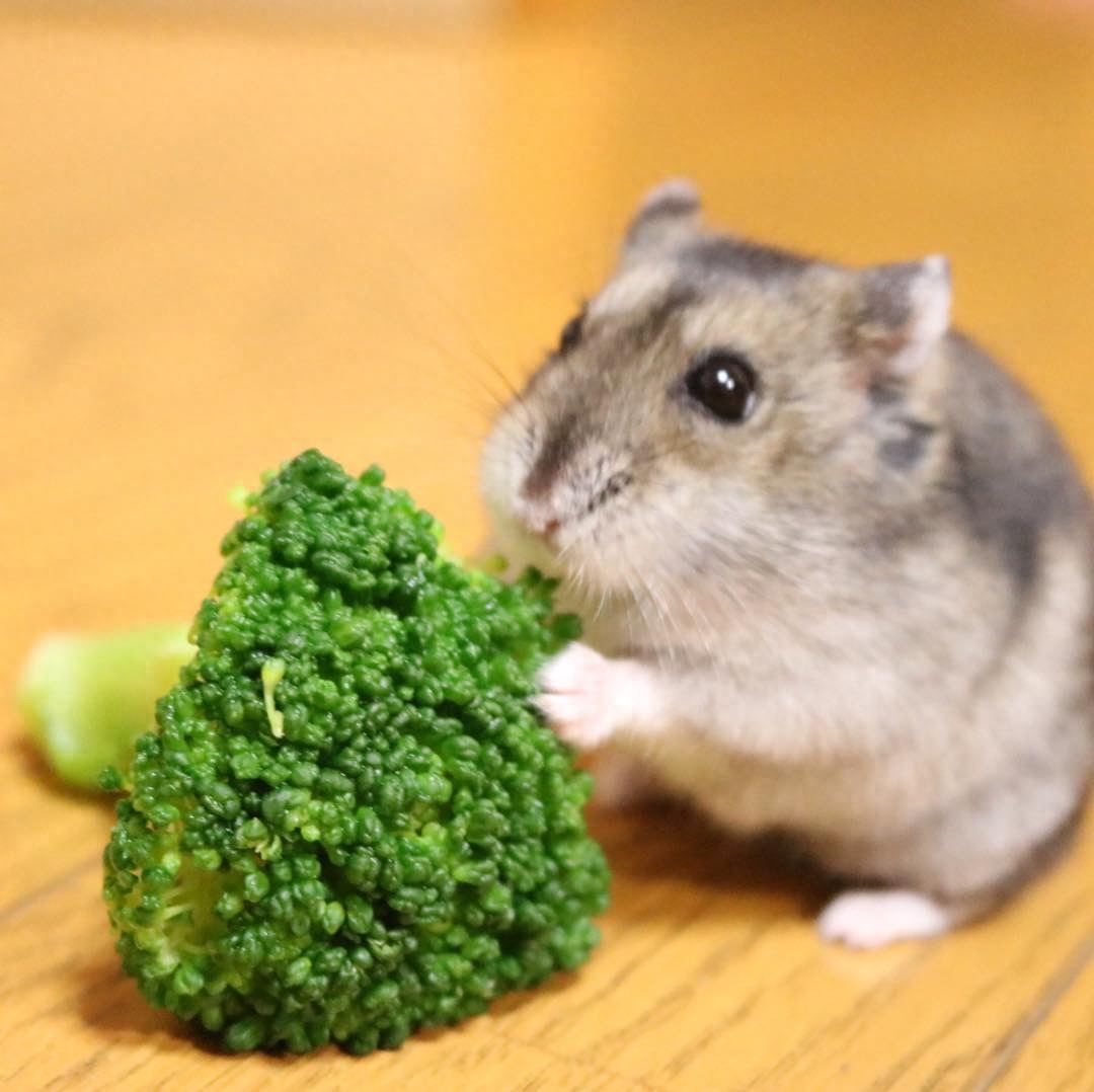 才买的仓鼠，怎么三天就死了？