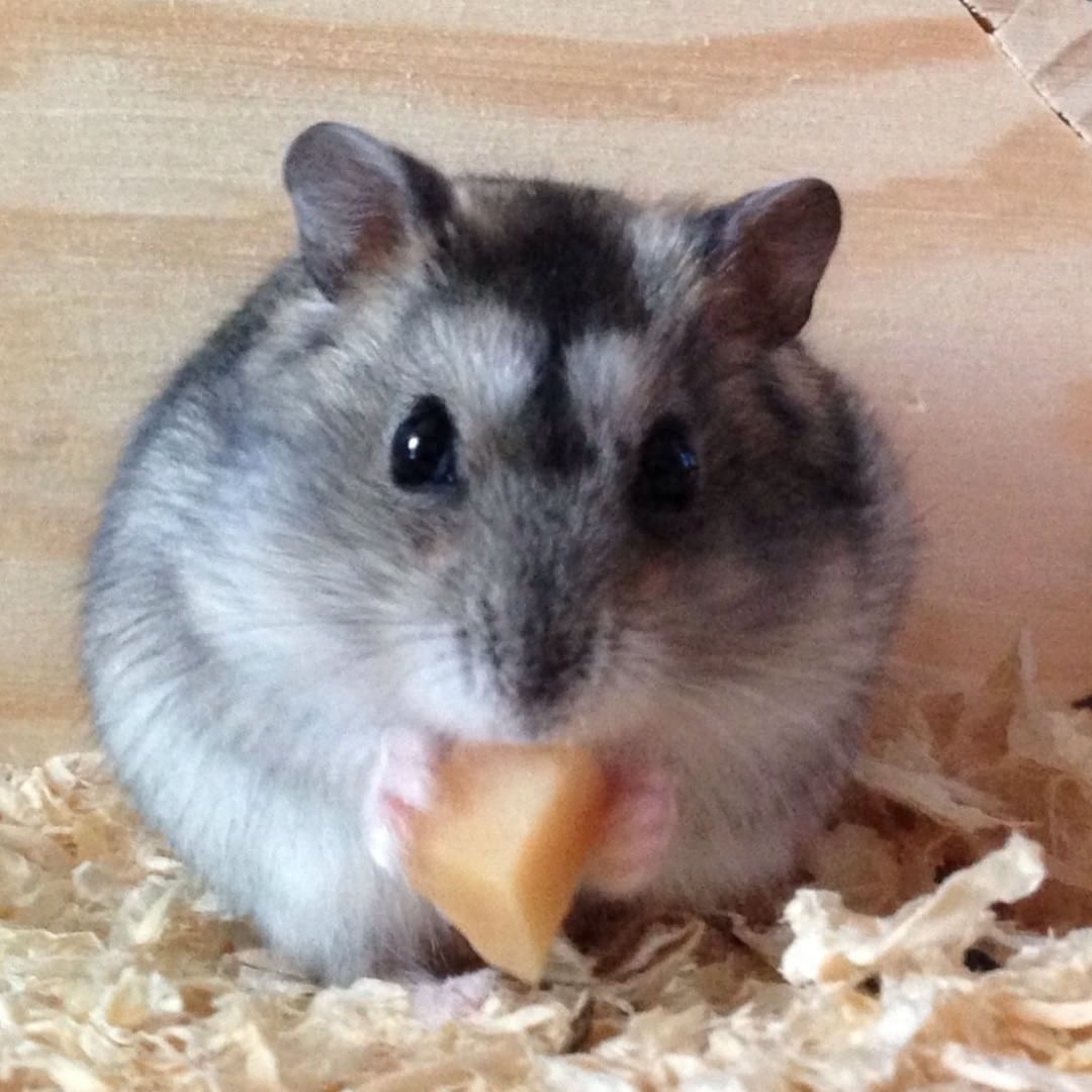 才买的仓鼠，怎么三天就死了？