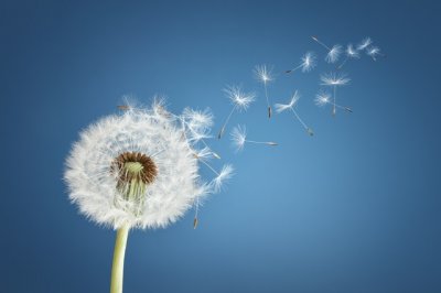 ​蒲公英花语是什么？