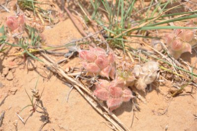 ​泡泡草 沙棘豆，见过吗？消食健脾。主治小儿消化不良