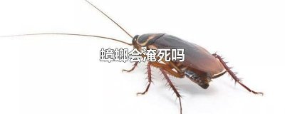 ​蟑螂能淹死吗 蟑螂能被淹死么