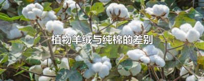 ​重磅植物羊绒与纯棉的区别是什么 重磅植物羊绒与纯棉的区别在哪