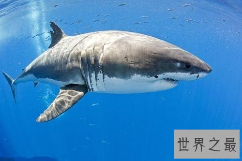 世界十大恐怖动物，这几种碰都不敢碰！