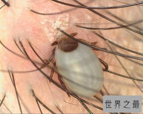 世界十大恐怖动物，这几种碰都不敢碰！