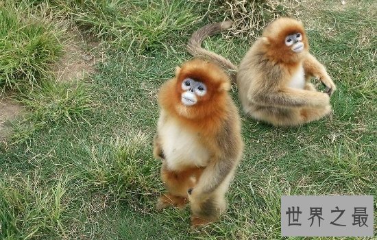 中国十大珍稀动物排行榜 排名第一的已经全部灭绝！