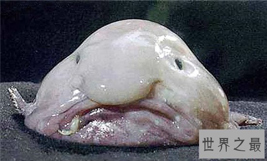 世界十大怪异的海洋生物，排名第一的不是一般的可爱！
