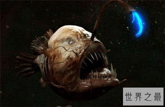 世界十大怪异的海洋生物，排名第一的不是一般的可爱！