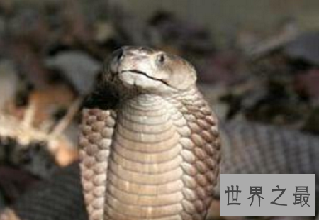 世界上最恐怖的动物排行榜，小小的它竟然也在榜上？