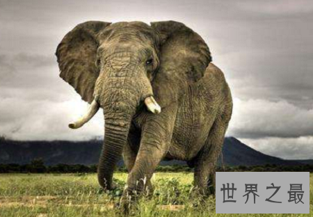 世界上最恐怖的动物排行榜，小小的它竟然也在榜上？
