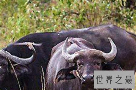 世界上最恐怖的动物排行榜，小小的它竟然也在榜上？