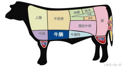 ​牛腩是牛身上的哪个部位图片(终于搞懂了，我们经常吃的牛腩原来在牛身上这块区