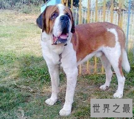 世界上最大的狗排名，直立起来一个个都是小巨人。