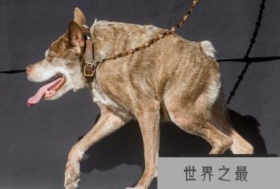 ​世界上最丑的狗：卡西莫多(图)