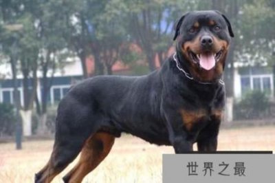 ​世界恶犬之罗威纳犬，兼具勇气与力量的犬种