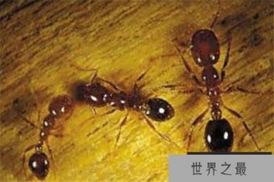 ​世界十大可怕的蚂蚁 子弹蚁带有毒刺，红火蚁繁殖能力很强