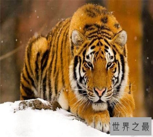 世界上最大的老虎-西伯利亚虎，濒临灭绝仅剩不足500只