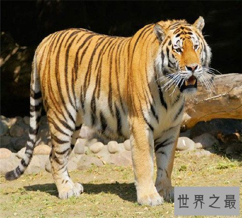 世界上最大的老虎-西伯利亚虎，濒临灭绝仅剩不足500只