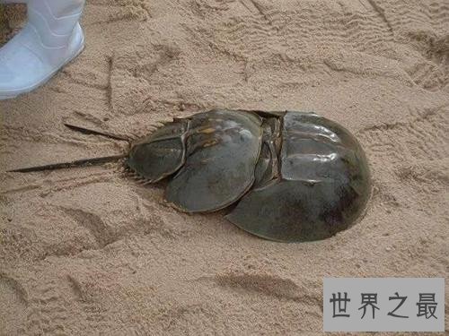 世界上唯一的蓝血海洋生物，为医学界做出了巨大贡献！