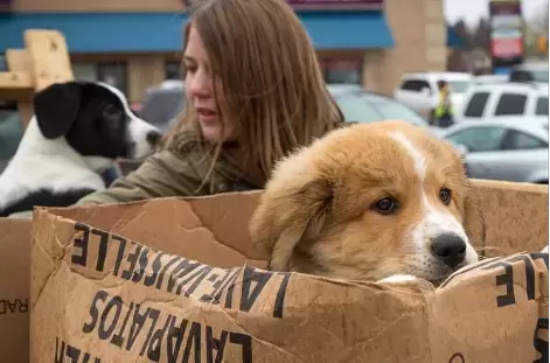 评分比较高的喜剧片有哪些(盘点评分最高的十部喜剧片)