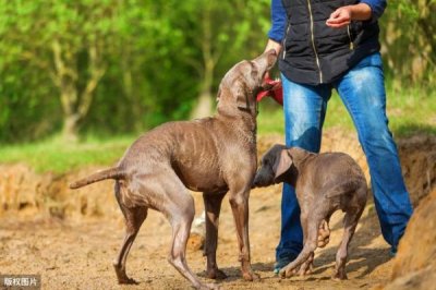 ​圣伯纳干红葡萄酒(圣伯纳酒庄干红葡萄酒)