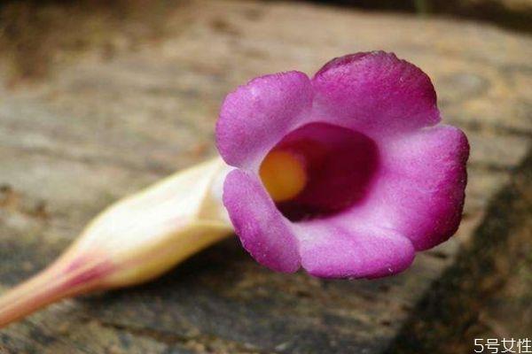 东野菰是一种什么植物呢 东野菰有什么作用呢 东野菰是一种什么植物呢 东野菰有什么作用呢