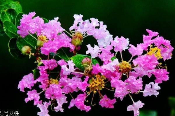 紫薇花的花语是什么呢 紫薇花应该怎么种植呢 紫薇花的花语是什么呢 紫薇花应该怎么种植呢