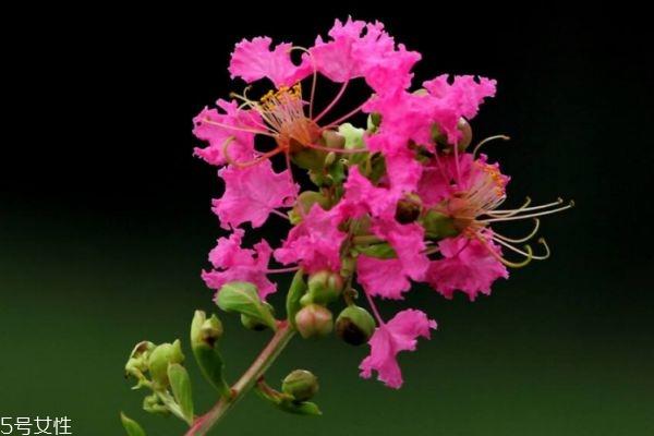 紫薇花的花语是什么呢 紫薇花应该怎么种植呢 紫薇花的花语是什么呢 紫薇花应该怎么种植呢