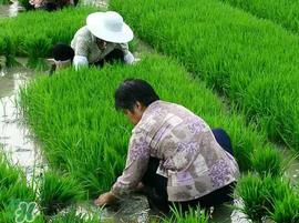 芒种种什么?芒种种什么疏菜? 芒种种什么?芒种种什么疏菜?