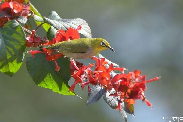 冬红是一种什么植物呢 冬红有什么作用呢 冬红是一种什么植物呢 冬红有什么作用呢