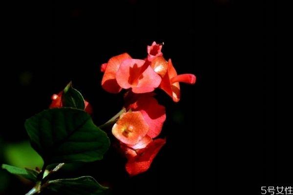 冬红是一种什么植物呢 冬红有什么作用呢 冬红是一种什么植物呢 冬红有什么作用呢