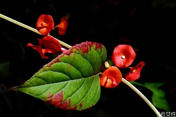 冬红是一种什么植物呢 冬红有什么作用呢 冬红是一种什么植物呢 冬红有什么作用呢