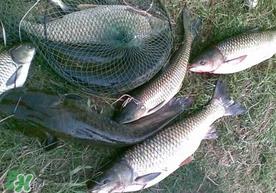 端午节好钓鱼吗?端午节可以钓鱼吗? 端午节好钓鱼吗?端午节可以钓鱼吗?