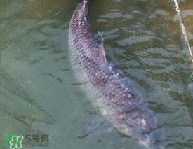 端午节好钓鱼吗?端午节可以钓鱼吗? 端午节好钓鱼吗?端午节可以钓鱼吗?