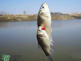 端午节好钓鱼吗?端午节可以钓鱼吗? 端午节好钓鱼吗?端午节可以钓鱼吗?