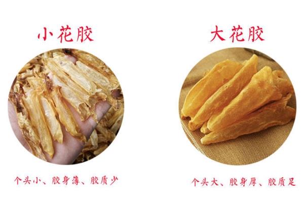 花胶是不是越大越好 还要看品种和干度 花胶是不是越大越好 还要看品种和干度