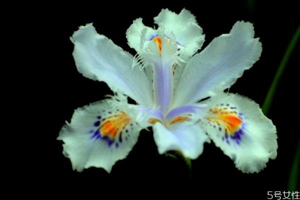 独占春的花语是什么呢 独占春的种植有什么注意的呢 独占春的花语是什么呢 独占春的种植有什么注意的呢