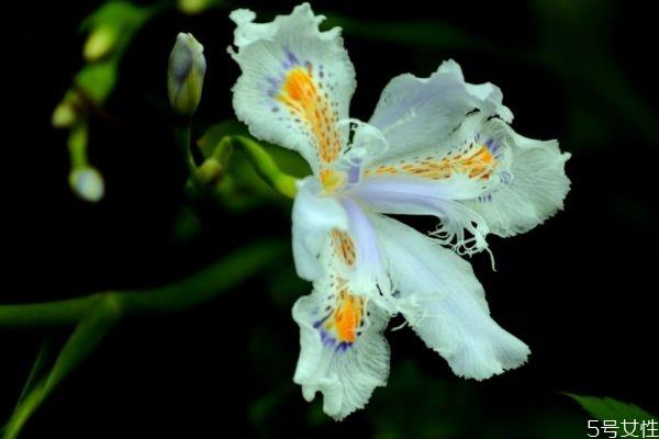 独占春的花语是什么呢 独占春的种植有什么注意的呢 独占春的花语是什么呢 独占春的种植有什么注意的呢