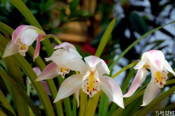 独占春的花语是什么呢 独占春的种植有什么注意的呢 独占春的花语是什么呢 独占春的种植有什么注意的呢