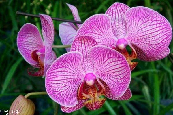什么是蝴蝶兰呢 蝴蝶兰有什么作用呢 什么是蝴蝶兰呢 蝴蝶兰有什么作用呢