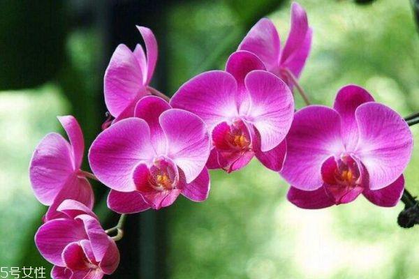 什么是蝴蝶兰呢 蝴蝶兰有什么作用呢 什么是蝴蝶兰呢 蝴蝶兰有什么作用呢