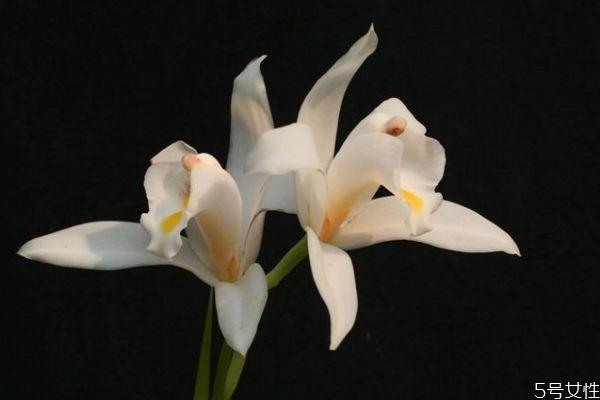 独占春是一种什么植物呢 独占春有什么作用呢 独占春是一种什么植物呢 独占春有什么作用呢