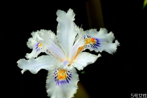 独占春是一种什么植物呢 独占春有什么作用呢 独占春是一种什么植物呢 独占春有什么作用呢