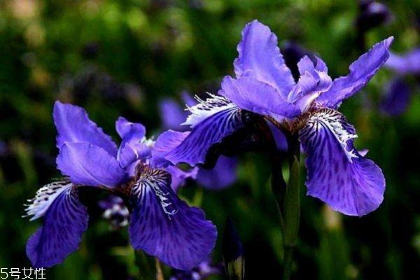 鸢尾花有什么作用呢 鸢尾花的生长环境是怎么样的呢 鸢尾花有什么作用呢 鸢尾花的生长环境是怎么样的呢