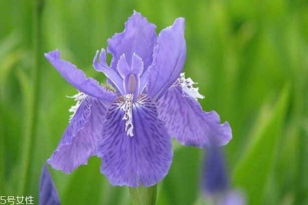 鸢尾花有什么作用呢 鸢尾花的生长环境是怎么样的呢 鸢尾花有什么作用呢 鸢尾花的生长环境是怎么样的呢