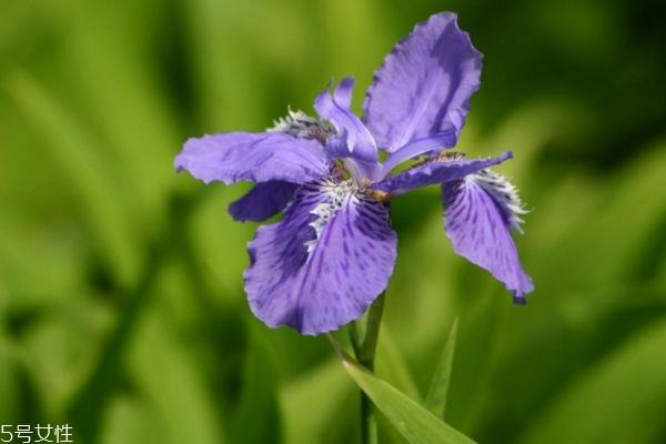 鸢尾花有什么作用呢 鸢尾花的生长环境是怎么样的呢 鸢尾花有什么作用呢 鸢尾花的生长环境是怎么样的呢